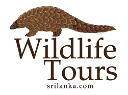 Wildlife Tours Sri Lanka Official Logo