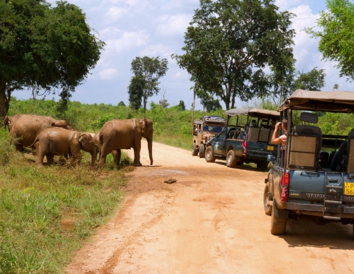 Discover the Wild Side: Udawalawe National Park Safari Adventures