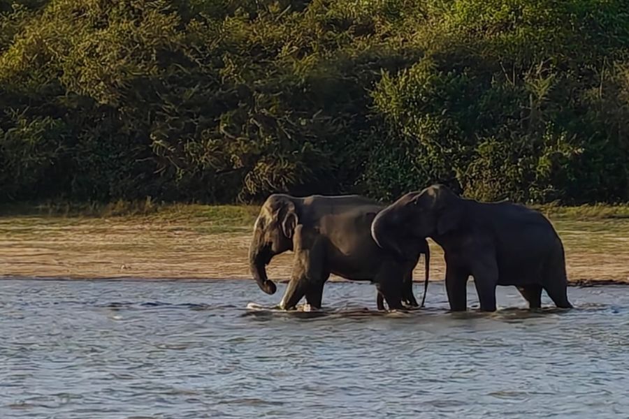 tuskers in Sri Lanka 
