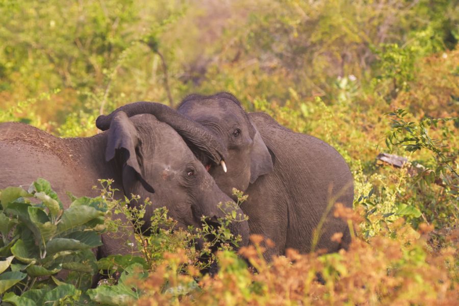 tusker sighting in Sri Lanka 