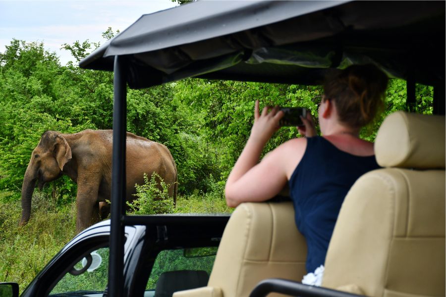 tusker sighting in Sri Lanka 