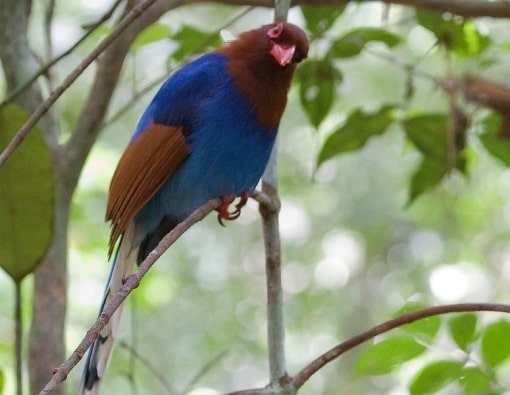 Bird Watching Tour (14 Days)