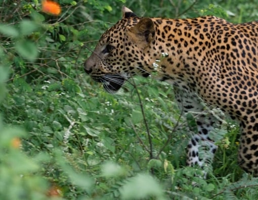 Explore Hidden Highlights of Wildlife (10 Days)