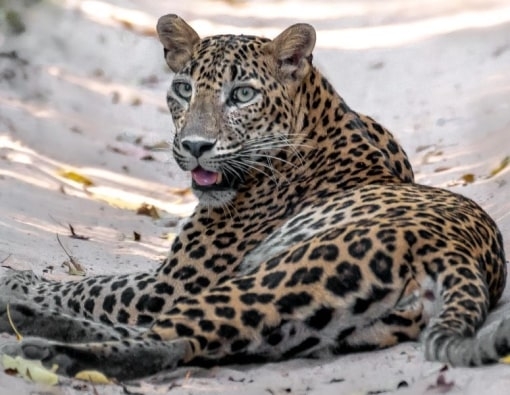 Sri Lanka's Wildlife (14 Days)