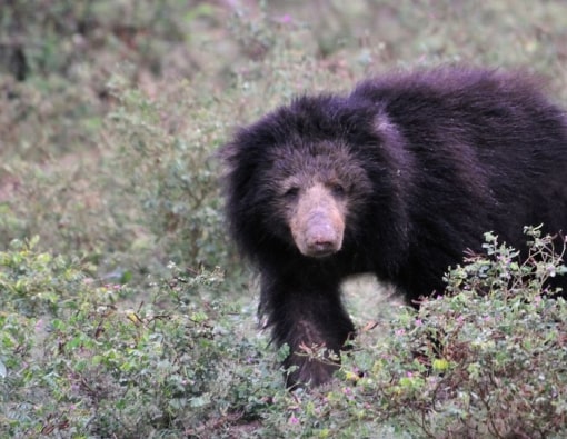 Highlights of Sri Lankan Wildlife Leopards, elephants, bears, and whales(10 Days)