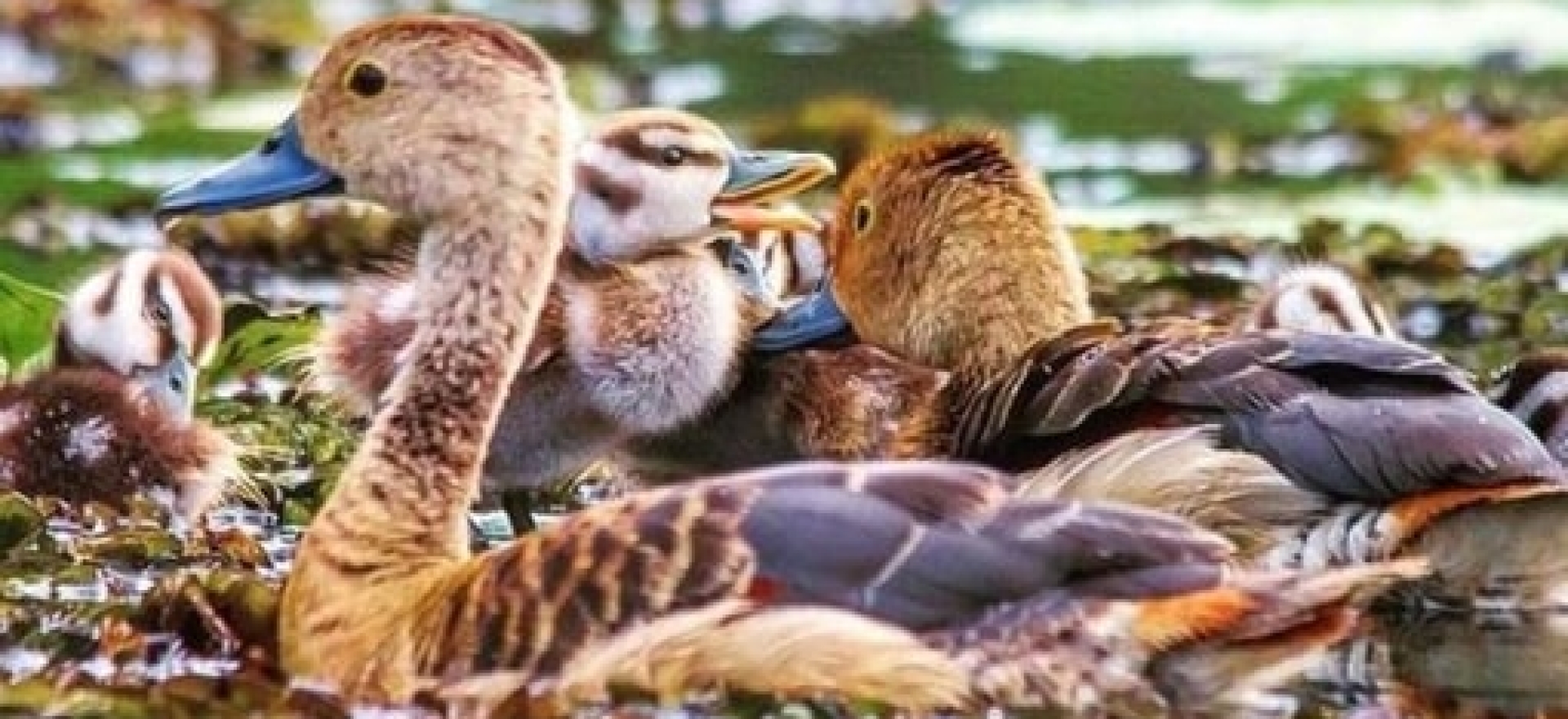 Three Day Birding Tour Colombo