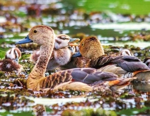 Three Day Birding Tour Colombo