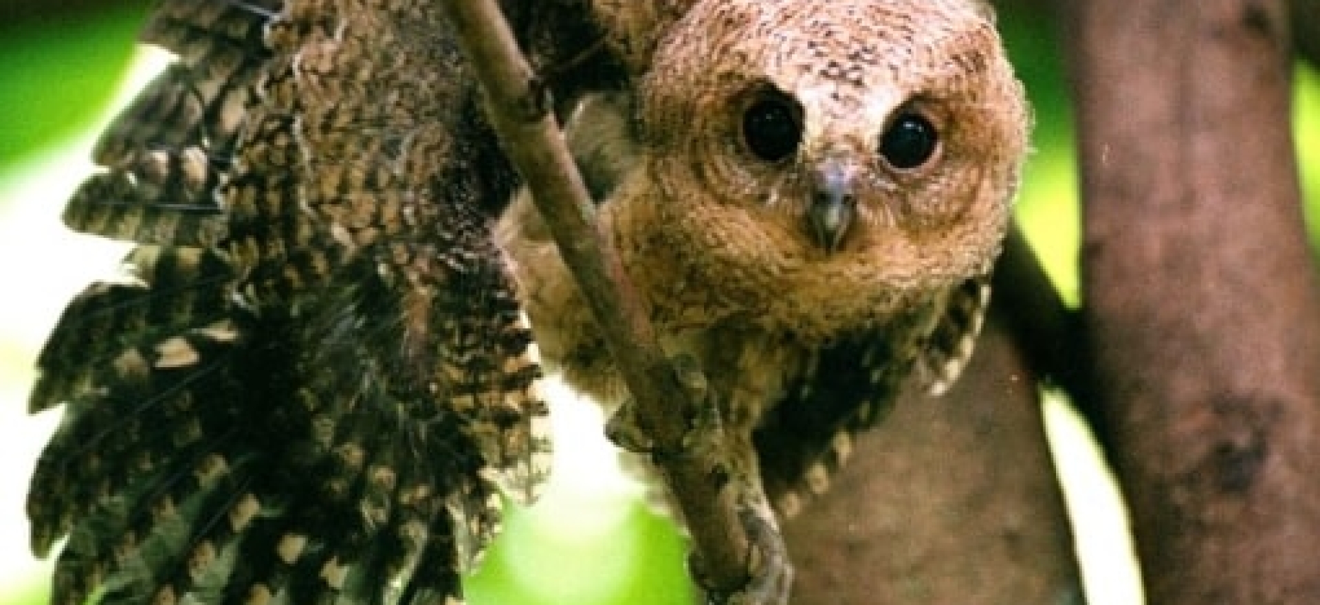 The Wildlife and Trekking Adventure of a Lifetime (7 Days)