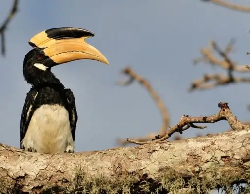 bird