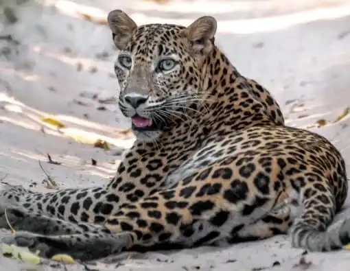 Lepard