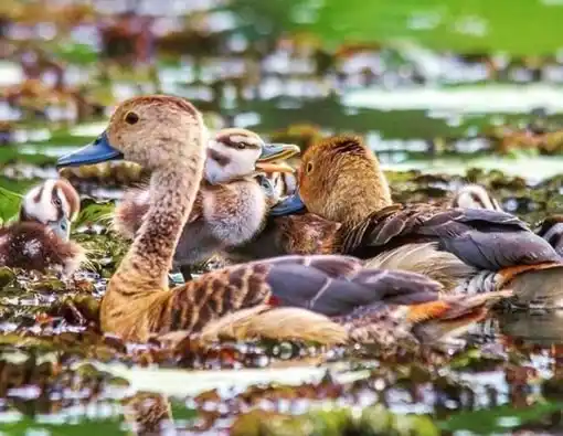 Duck