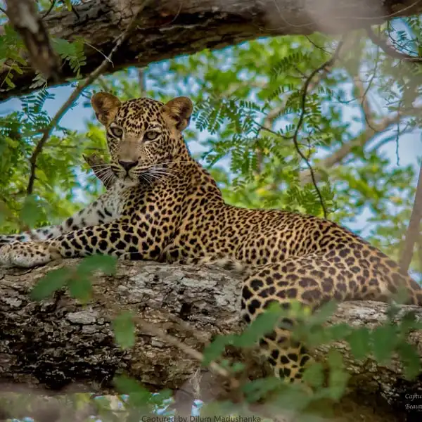 Leopard sighting at national parks in Sri Lanka 