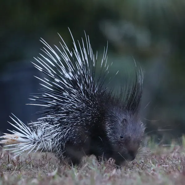 A porcupine at Flood Plains Nationla park Sri Lanka