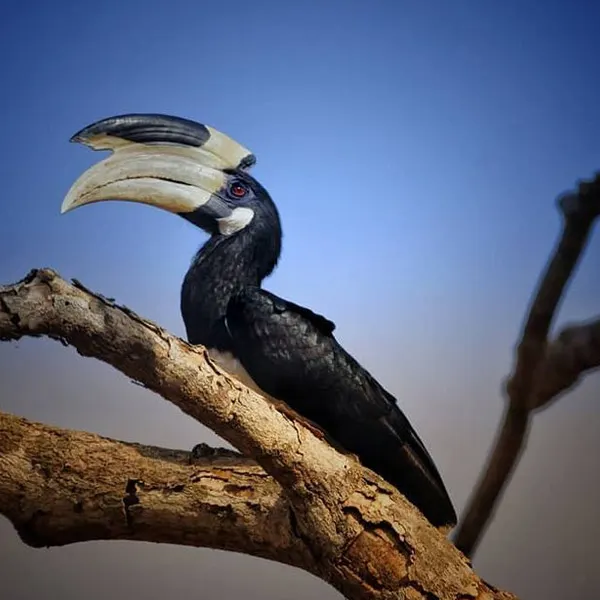 A horn bill bird at Kumana national park sri lanka