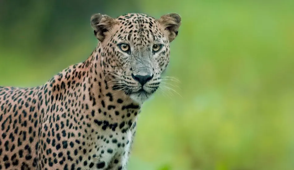 A leopard at Yala national park Sri Lanka
