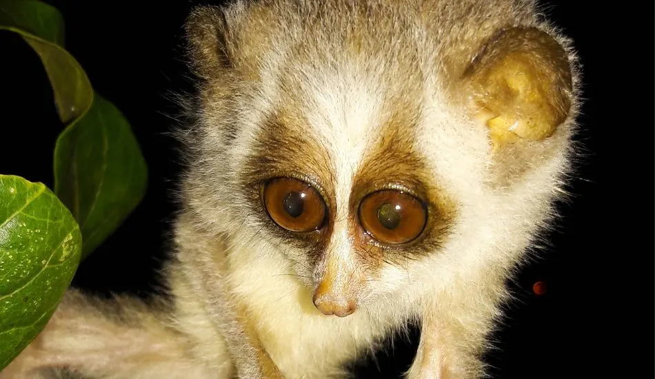 Loris sighting at wildlife safaris in Sri Lanka