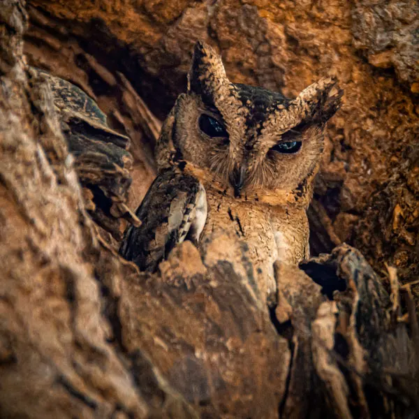 an owl at Lunugamwehera National park sri lanka