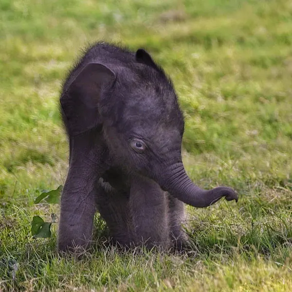 A baby elephant at maduru oya national park sri lanka