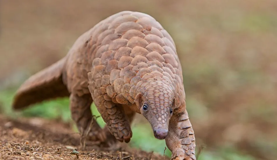 Pangolin sighting at safaris in Sri Lanka