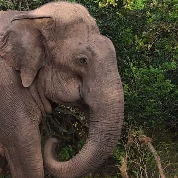 An elephant sighting at Udawalwe national park Sri lanka