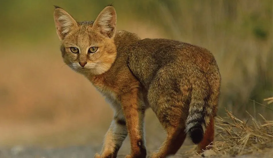 Wild cat sighting in Sri Lanka 