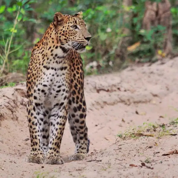 a leopard at yala national park sri lanka