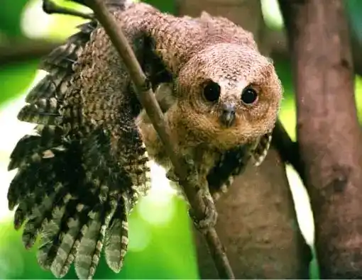 Owl