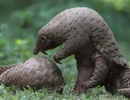 animal