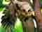 An owl spotted during a safari in Sri Lanka 