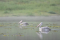 two swans are floating on the river