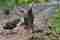 Birds inside the rain forest found on workingpath