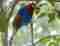 Bird watching tours Sri Lanka | Blue Magpie an endemic bird