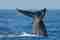 blue-whales-in-sri-lanka