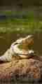 A crocodile spotted duringa wildlife safari in Sri Lanka 
