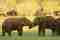 elephant-gathering-sri-lanka