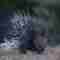 A porcupine  at Flood Plains Nationla park Sri Lanka 