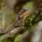 A lizard at Horton plains Sri Lanka