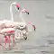 Flemingo birds at Kalamatiya Birds Sanctuary