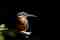 King fisher at Sinharaja rain forest 