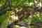 Leopard safaris at Yala nationalpark in Sri Lanka 