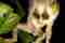 Loris captured during a night walk