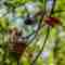 Bird life at Muthurajawela wetlands Sri Lanka 