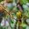 Bird sighting at Peak wilderness Sanctuary Sri Lanka 