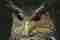 Rare owl sighting at Wilpattu national park in Sri Lanka 