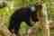 sloth-bear-sri-lanka