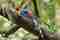 Sri Lanka blue magpie - Endemic Bird in Sri Lanka
