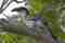 Endemic Bird: Sri Lanka Grey Hornbill
