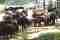Elephants at Udawalawe elephant transit home