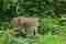 Wild cat sighting in Sri Lanka 