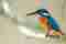 Birding in Sri Lanka